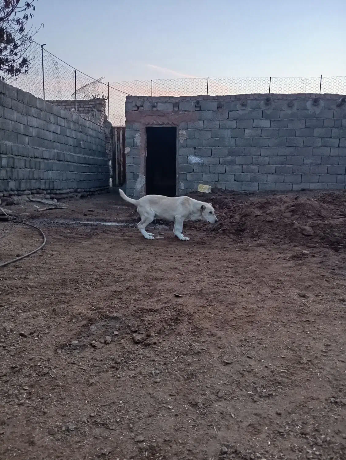 کوچوک15ملیون|سگ|میان جلگه, |دیوار