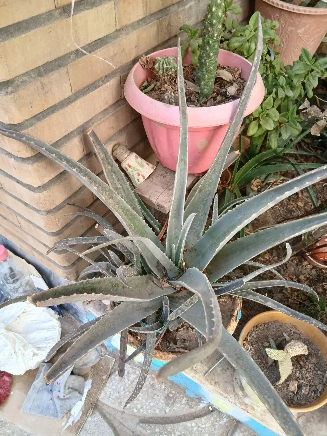 گلها|گل و گیاه طبیعی|قم, عمار یاسر|دیوار