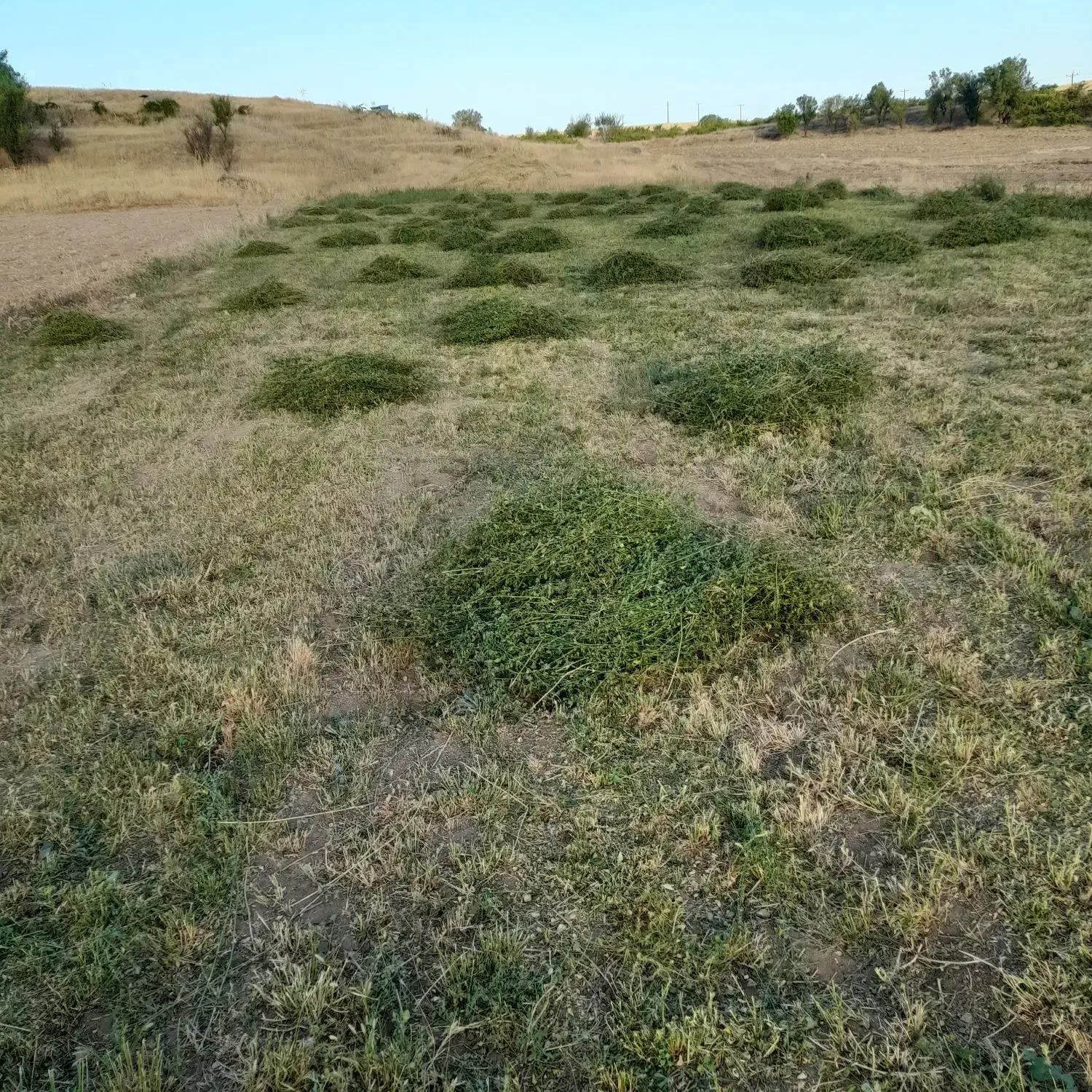 یونجه ۸۰۰کیلو تا یک تن|لوازم جانبی حیوانات|سنقر, |دیوار