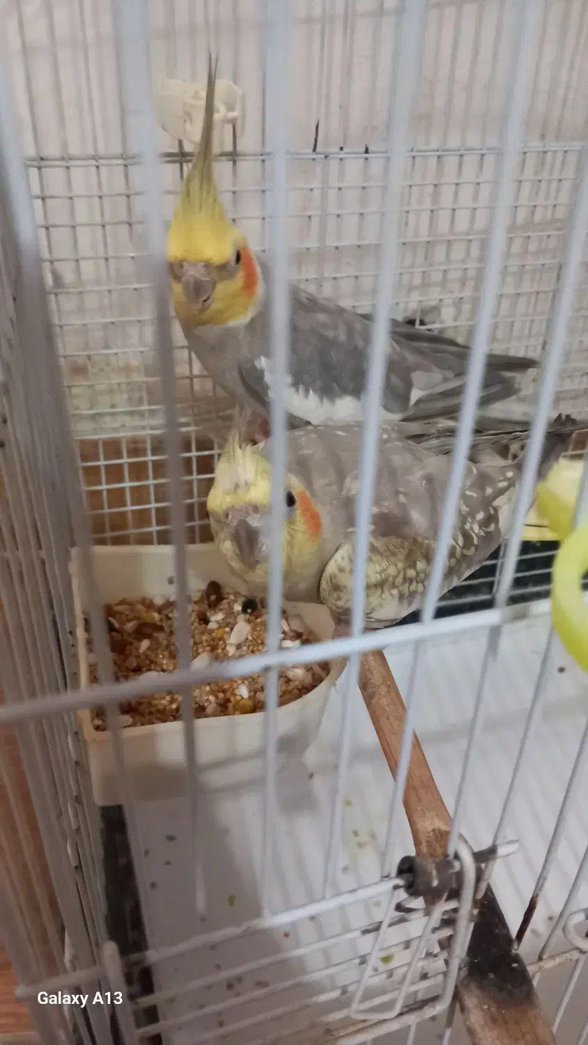 طوطی عروس جفت آماده تخم گذاری|پرنده|فومن, |دیوار