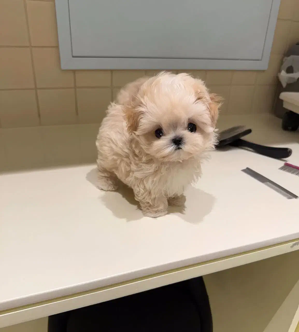 سگ جیبی|سگ|تهران, جنتآباد مرکزی|دیوار