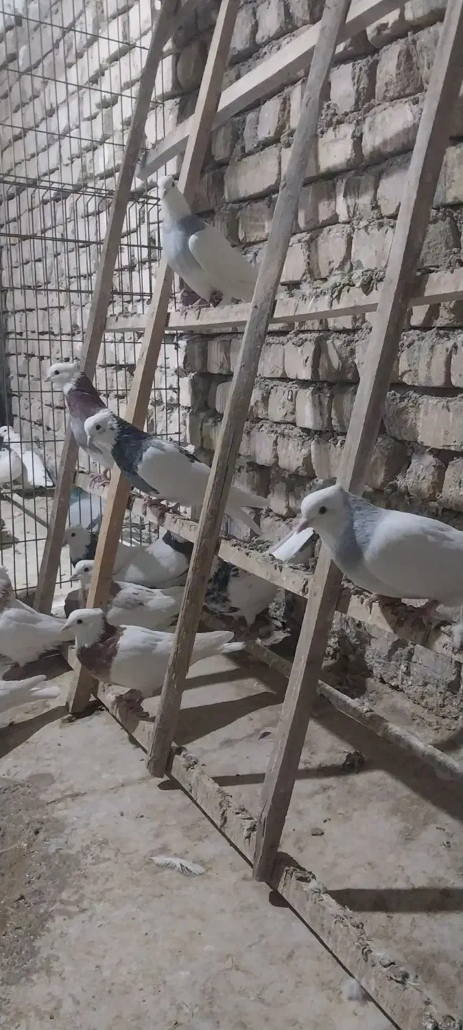 کبوتر طوقی|پرنده|خمینی‌شهر, |دیوار