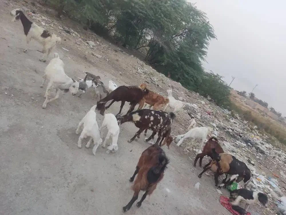 حیوان بز|حیوانات مزرعه|خرمشهر, |دیوار