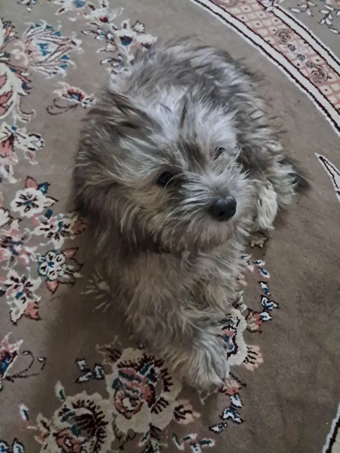 فروش سگ خانگی|سگ|اصفهان, بهارستان|دیوار