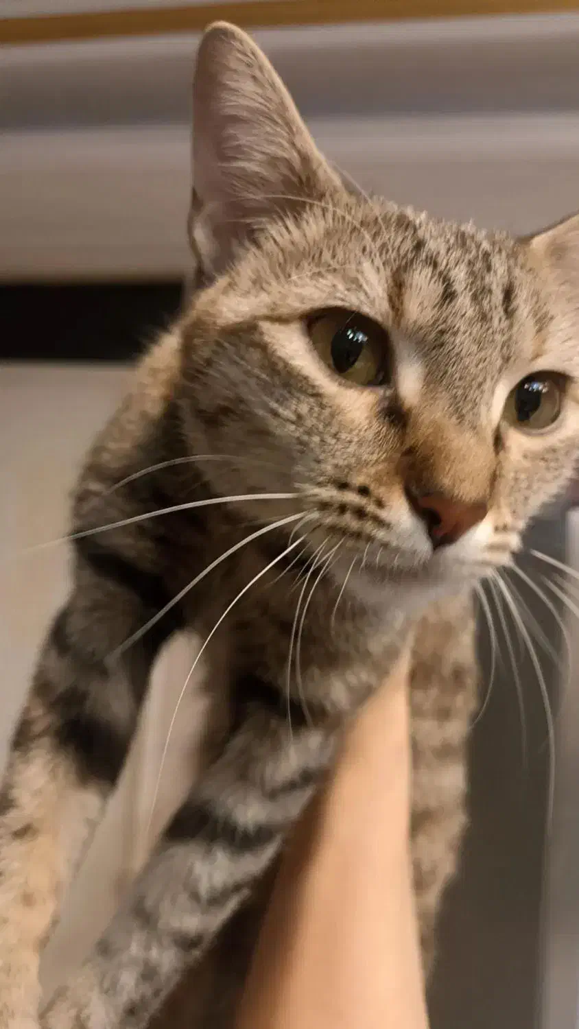 واگذاری گربه|گربه|اندیشه, اندیشه فاز ۱|دیوار