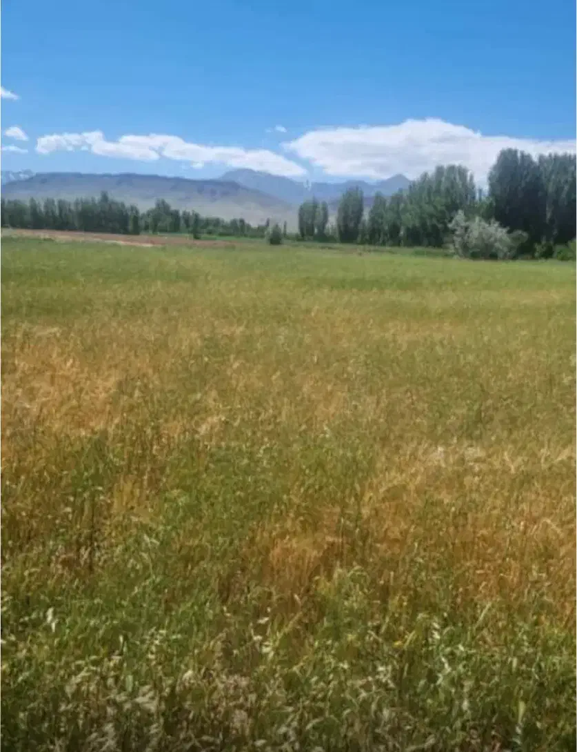 زمین|فروش زمین و ملک کلنگی|کشکسرای, |دیوار