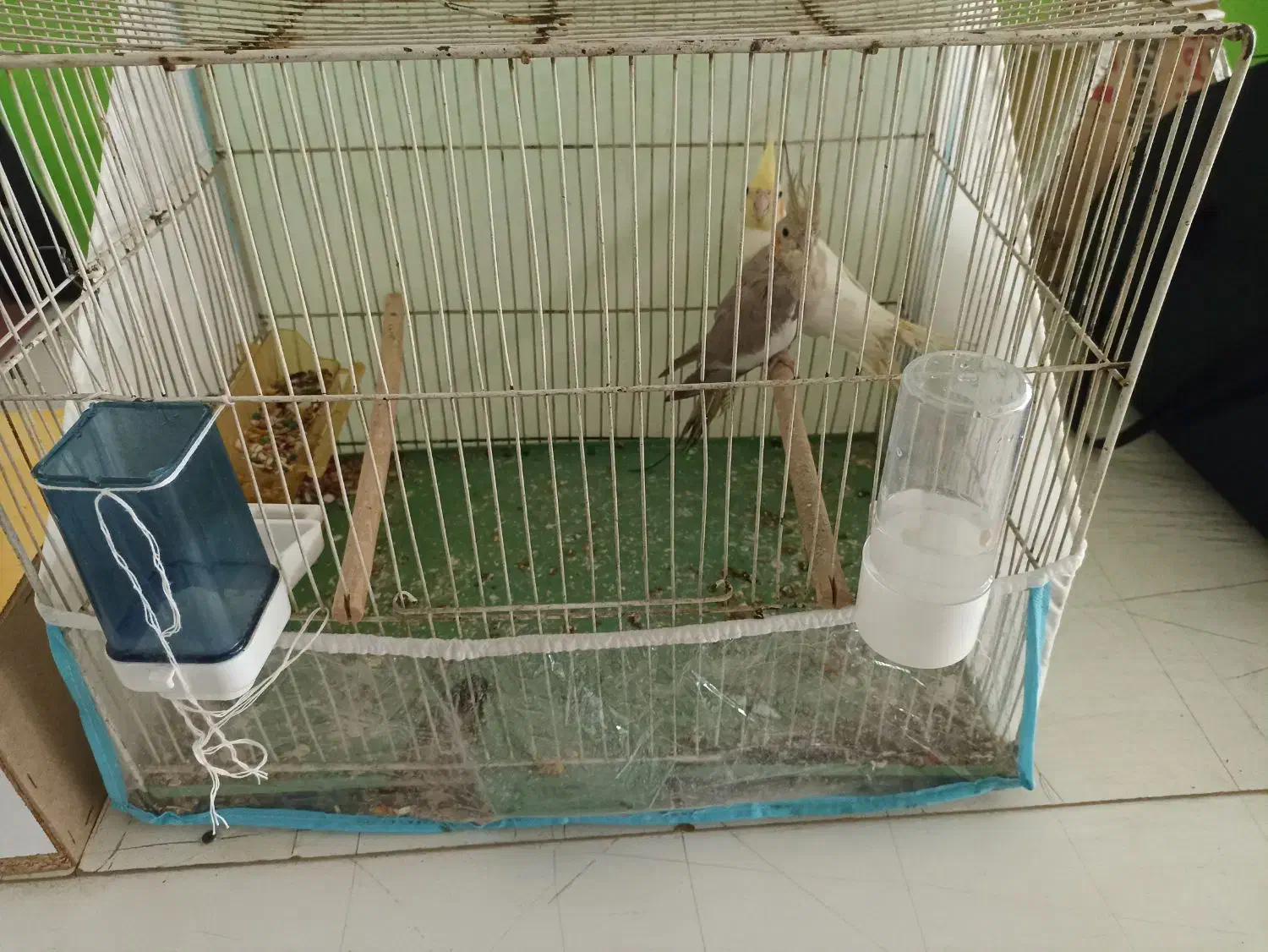 عروس هلندی جفت با لوازم معاوضه ام میکنم|پرنده|مشهد, قائم|دیوار