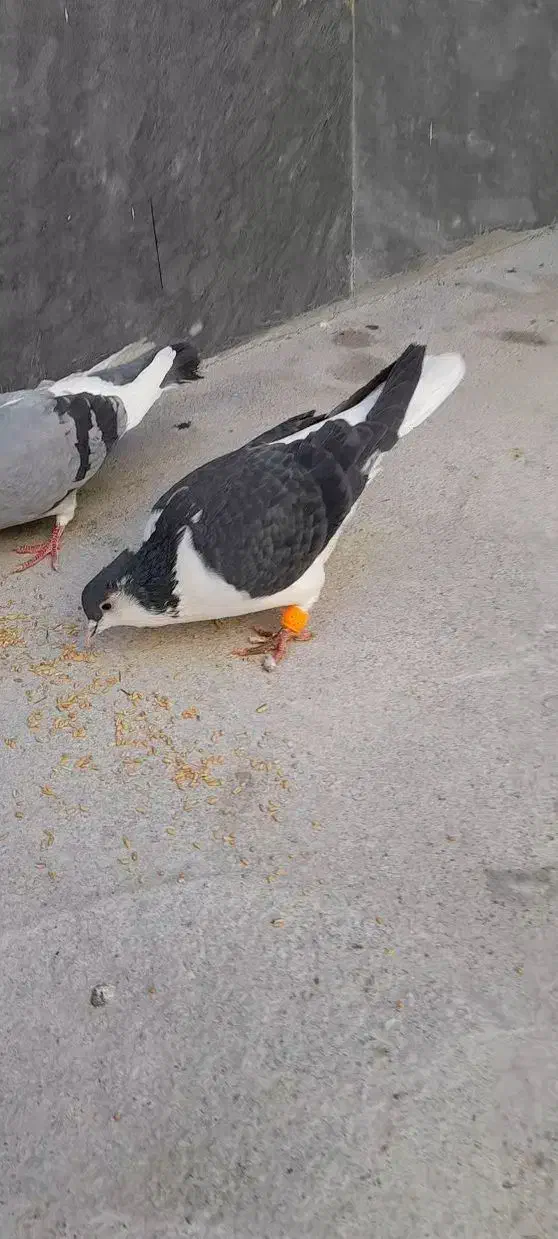 کفتر|پرنده|شیروان (خراسان), |دیوار