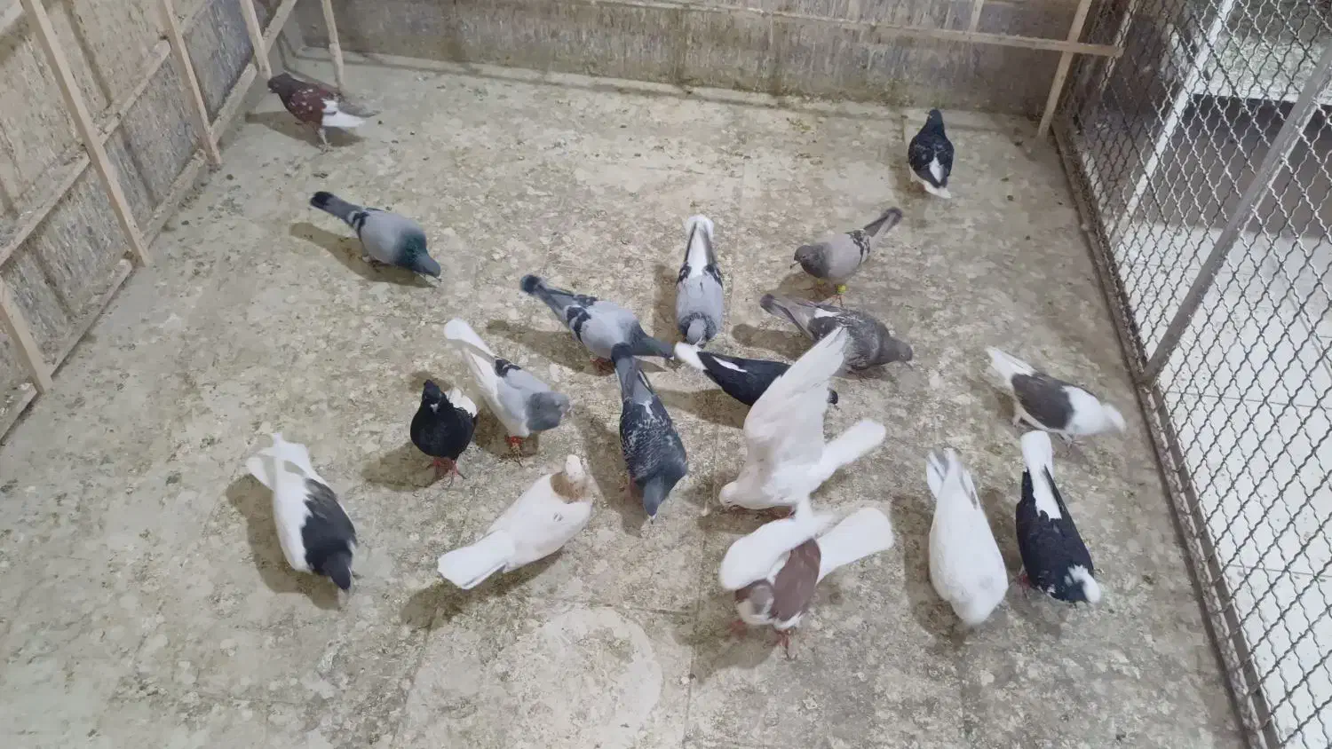 رنگی سیاه پوش|پرنده|اقبالیه, |دیوار