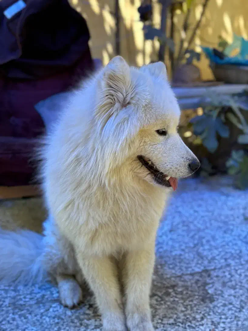 گمشده سگ ساموئید سفید نر|حیوانات|رامجین, |دیوار