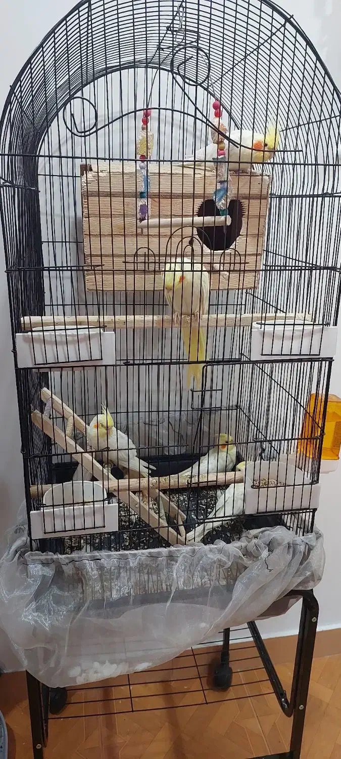 عروس هلندی|پرنده|کرج, اصفهانی‌ها|دیوار