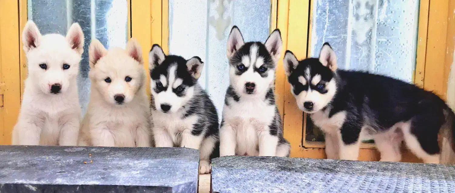 فروش هاسکی آلفا|سگ|لار, |دیوار