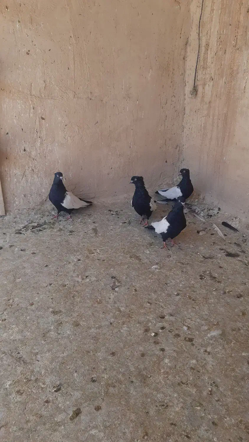 چهار عدد سینه سیاه|پرنده|شیراز, سعدیه جنوبی|دیوار