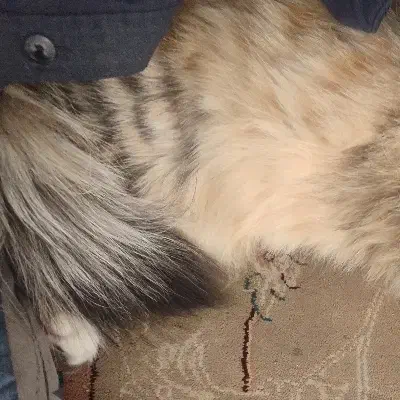 گربه خاکستری گمشده|گربه|بیرجند, |دیوار