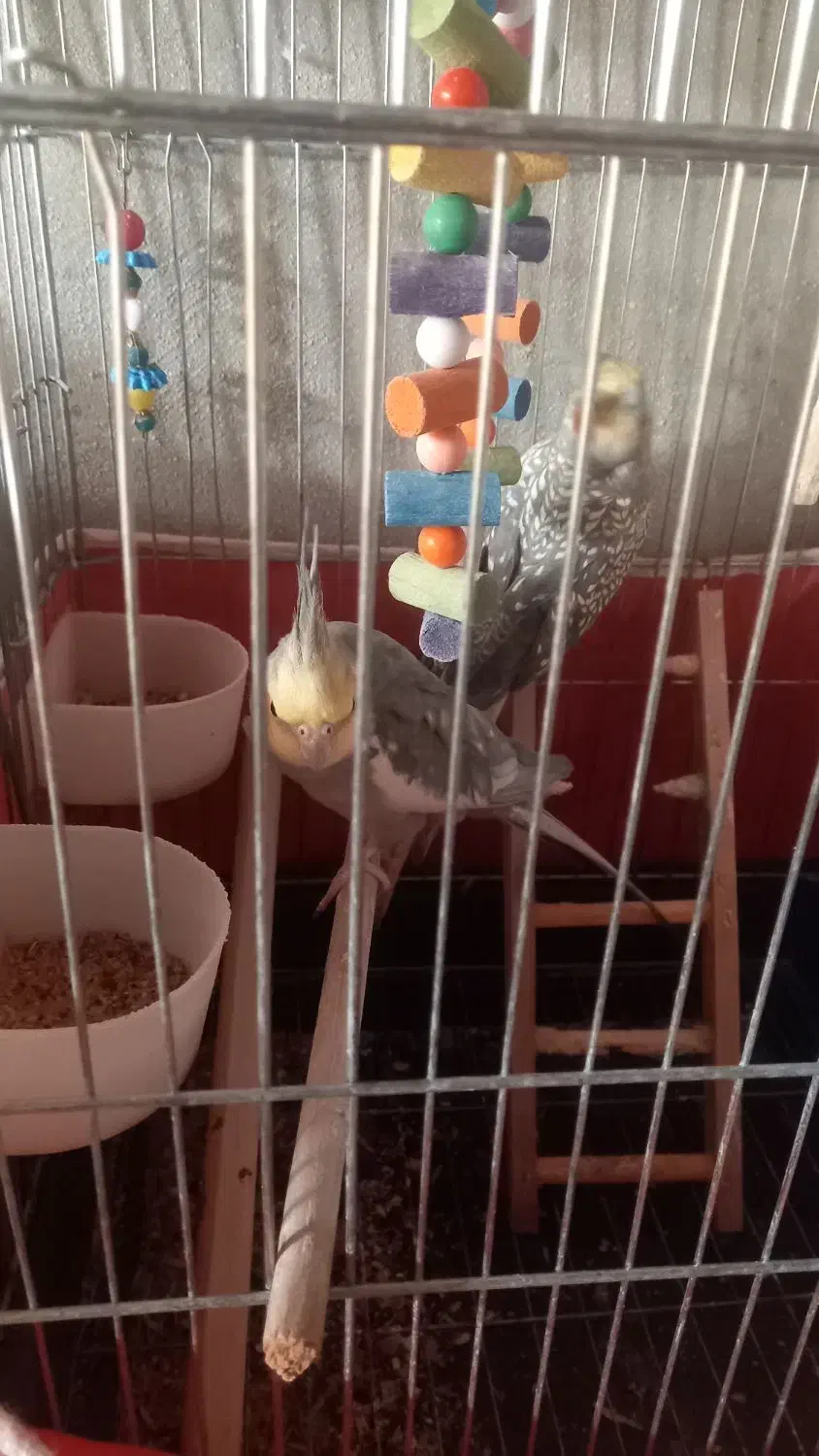 عروس هلندی باقفس ولوازم|پرنده|چهاردولی, |دیوار