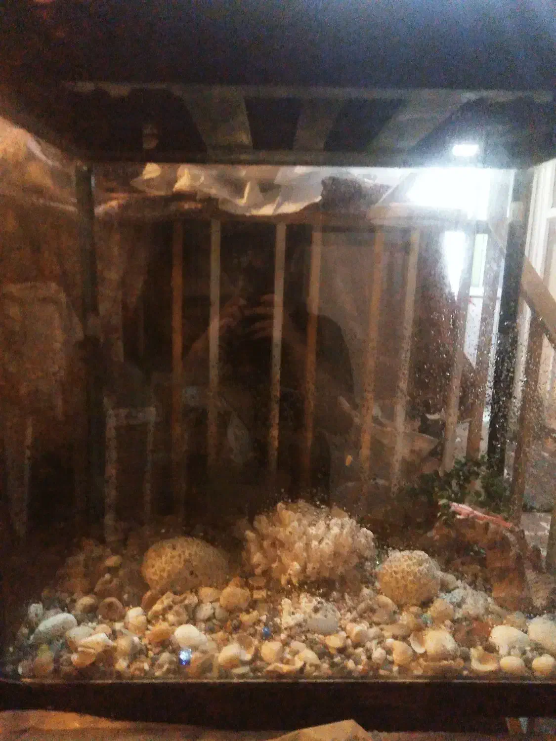 اکواریوم‌شیشه‌خم‌|ماهی|میانه, |دیوار