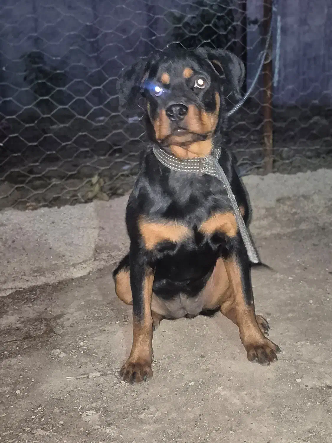 توله روتوایلر صرب|سگ|کرج, کوی کارمندان شمالی|دیوار