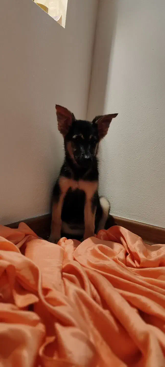 ژرمن شپرد|سگ|کیش, |دیوار