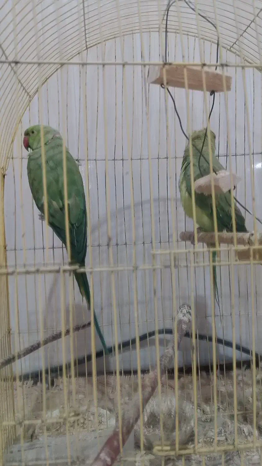 جفت طوطی ملنگو و عروس هلندی|پرنده|ایرانشهر, |دیوار