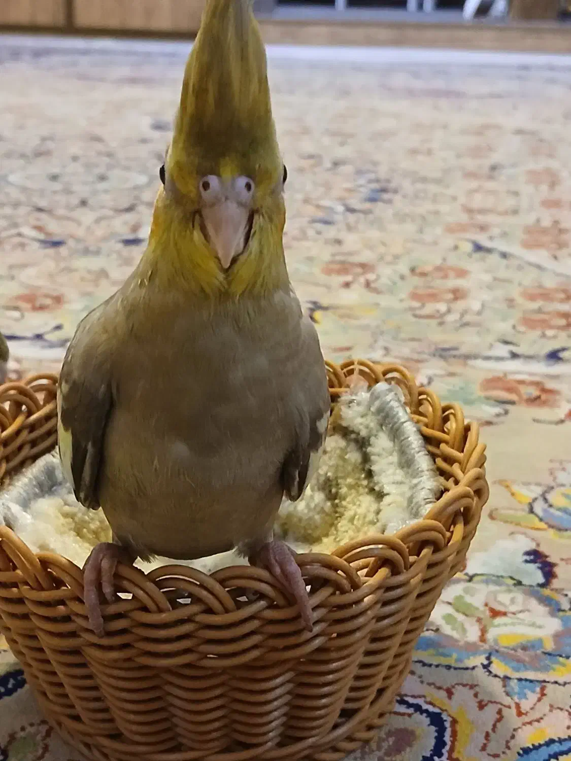 عروس هلندی|پرنده|ری, دولت‌آباد|دیوار