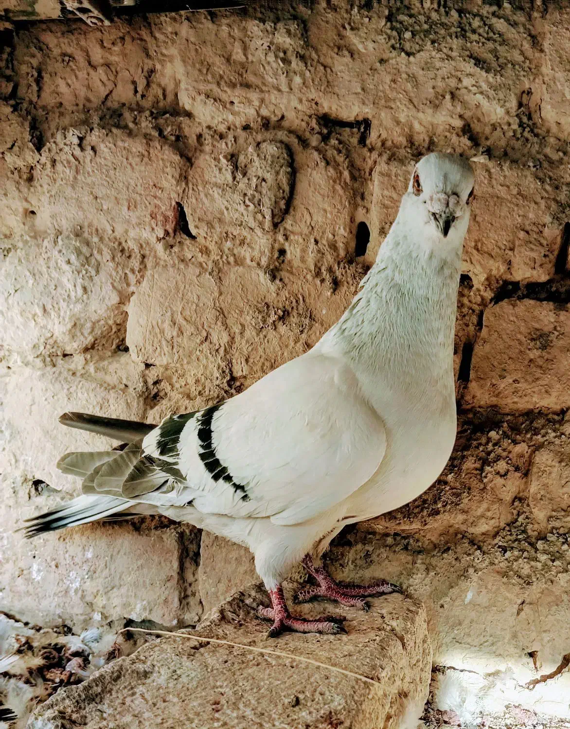 شامی نر|پرنده|آشخانه, |دیوار