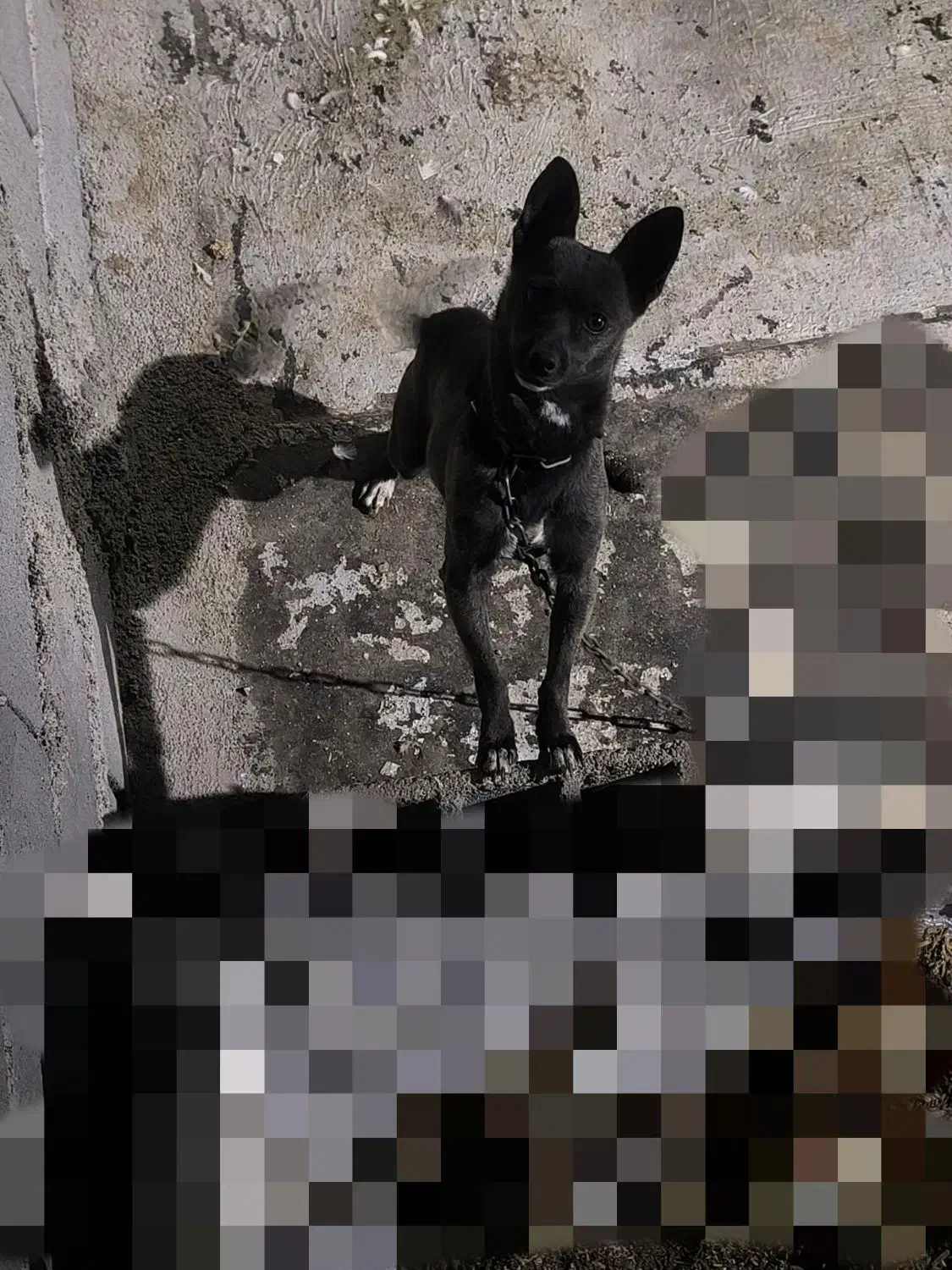 سگ پاپی|سگ|تربت جام, جامی|دیوار