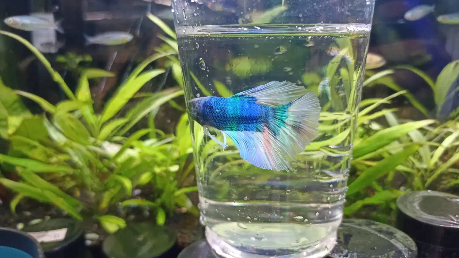 ماهی فایتر|ماهی|آستانه اشرفیه, |دیوار