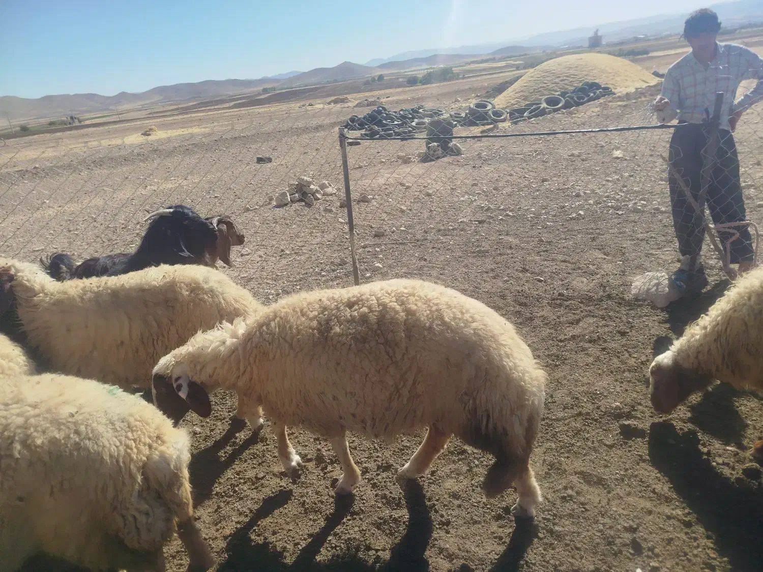 گوسفند شک|حیوانات مزرعه|حمیل, |دیوار