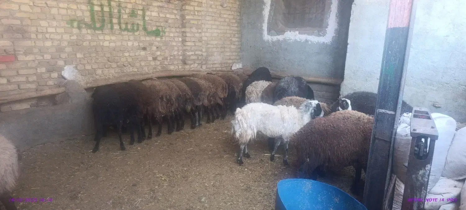 50کیلو 7ملیون|حیوانات مزرعه|کرج, فاز ۳ گوهردشت|دیوار