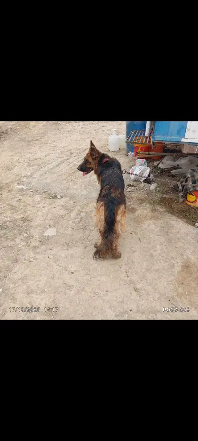 ژرمن ماده|سگ|گرگان, |دیوار