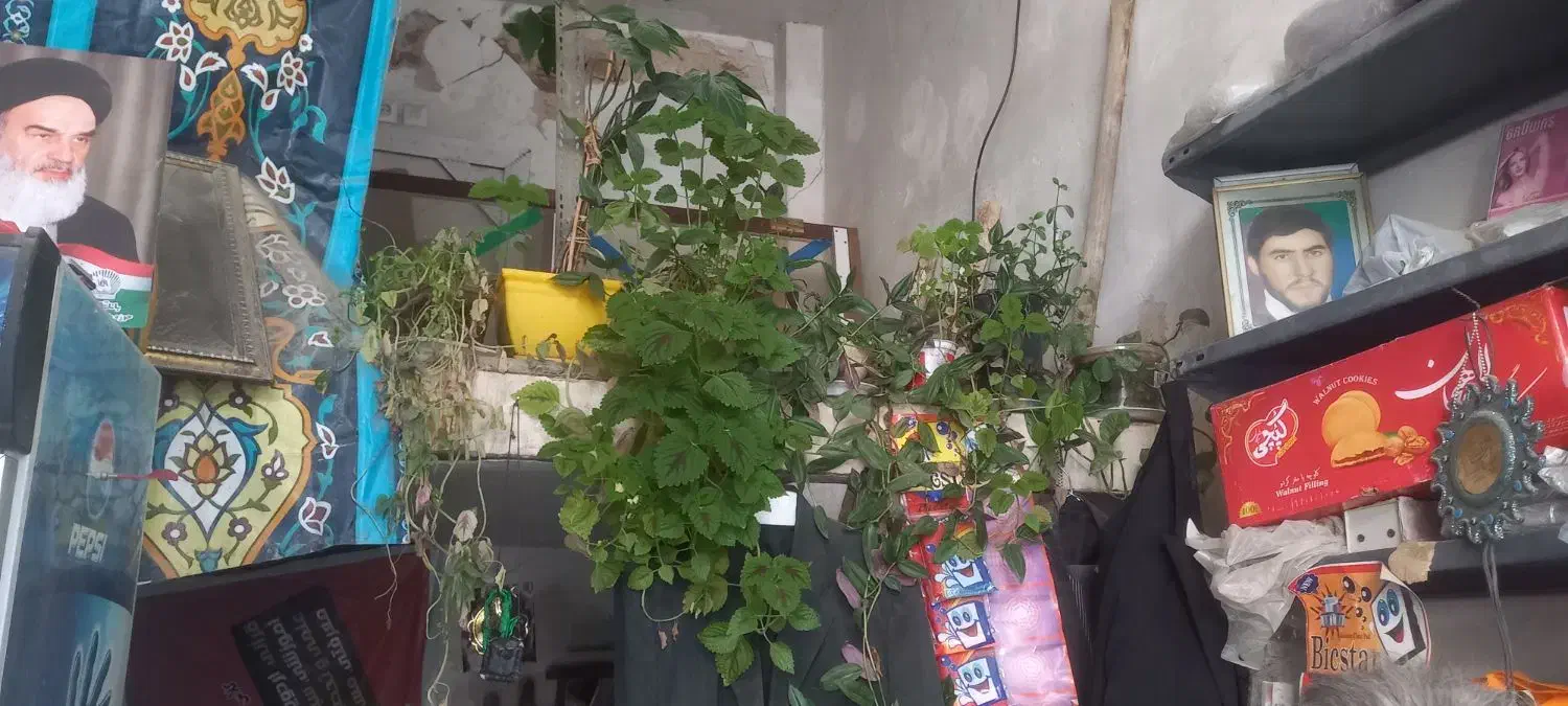 گل و گلدانی و دکه خواربار|فروشگاه و مغازه|قصرشیرین, |دیوار