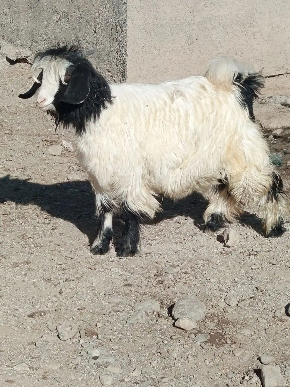 با سلام بزغاله ماده و یک بززایمان کرده|حیوانات مزرعه|لاجان, |دیوار