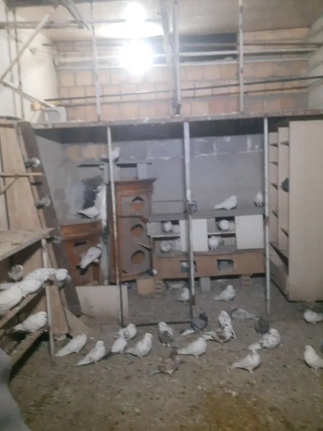 کبوترفروشی|پرنده|فردیس, شهرک سپاه|دیوار