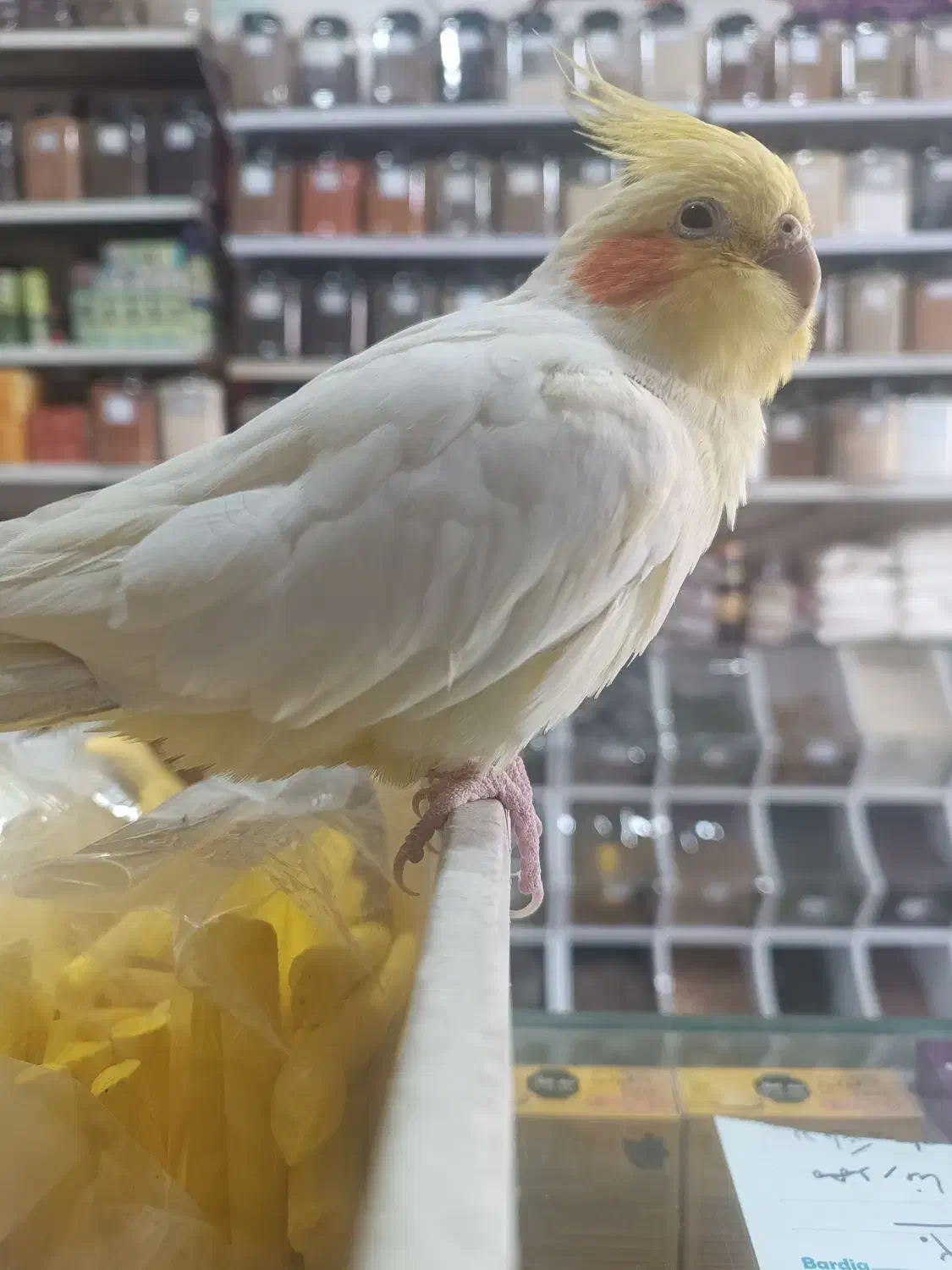 عروس هلندی گمشده|پرنده|مشهد, حجت|دیوار