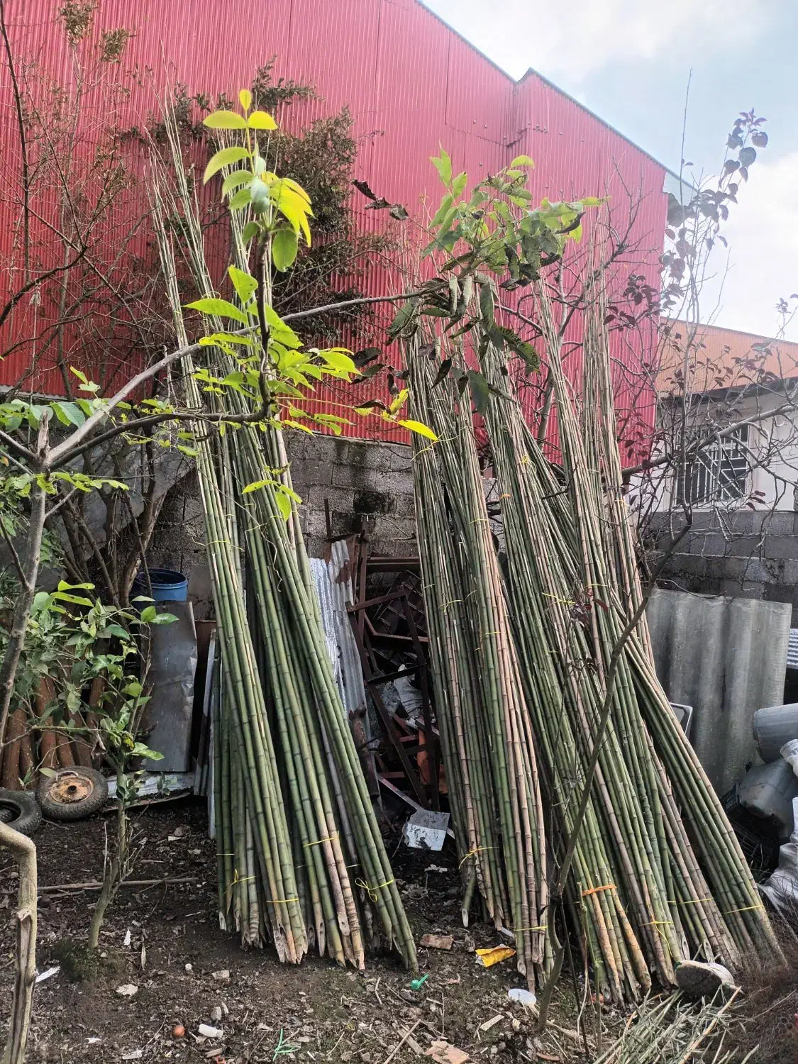 لوله خزران به سایز های مختلف تحویل درب منزل داریم|خدمات باغبانی و درختکاری|تولم شهر, |دیوار