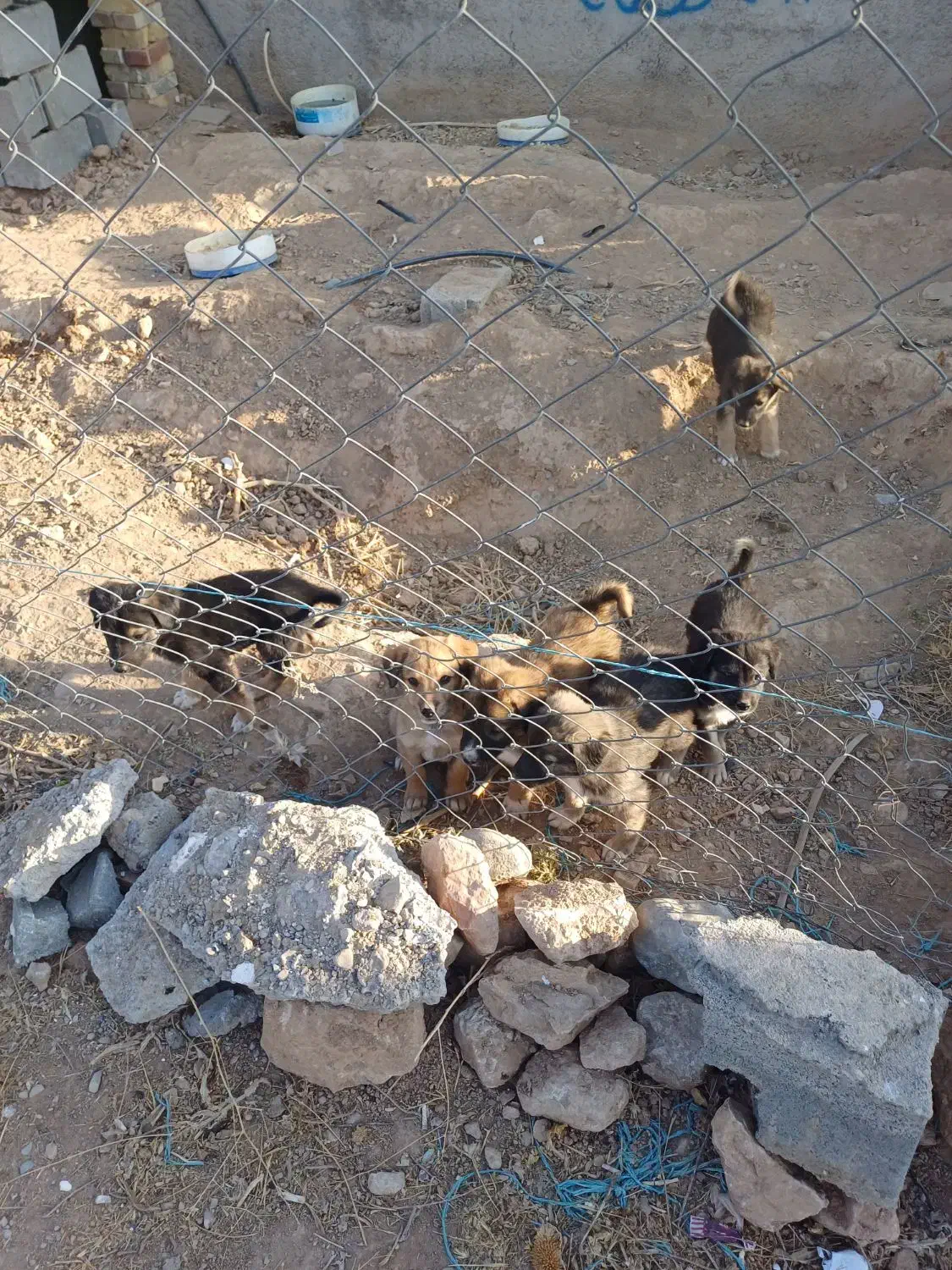 توله سگ|سگ|شیروان (خراسان), |دیوار