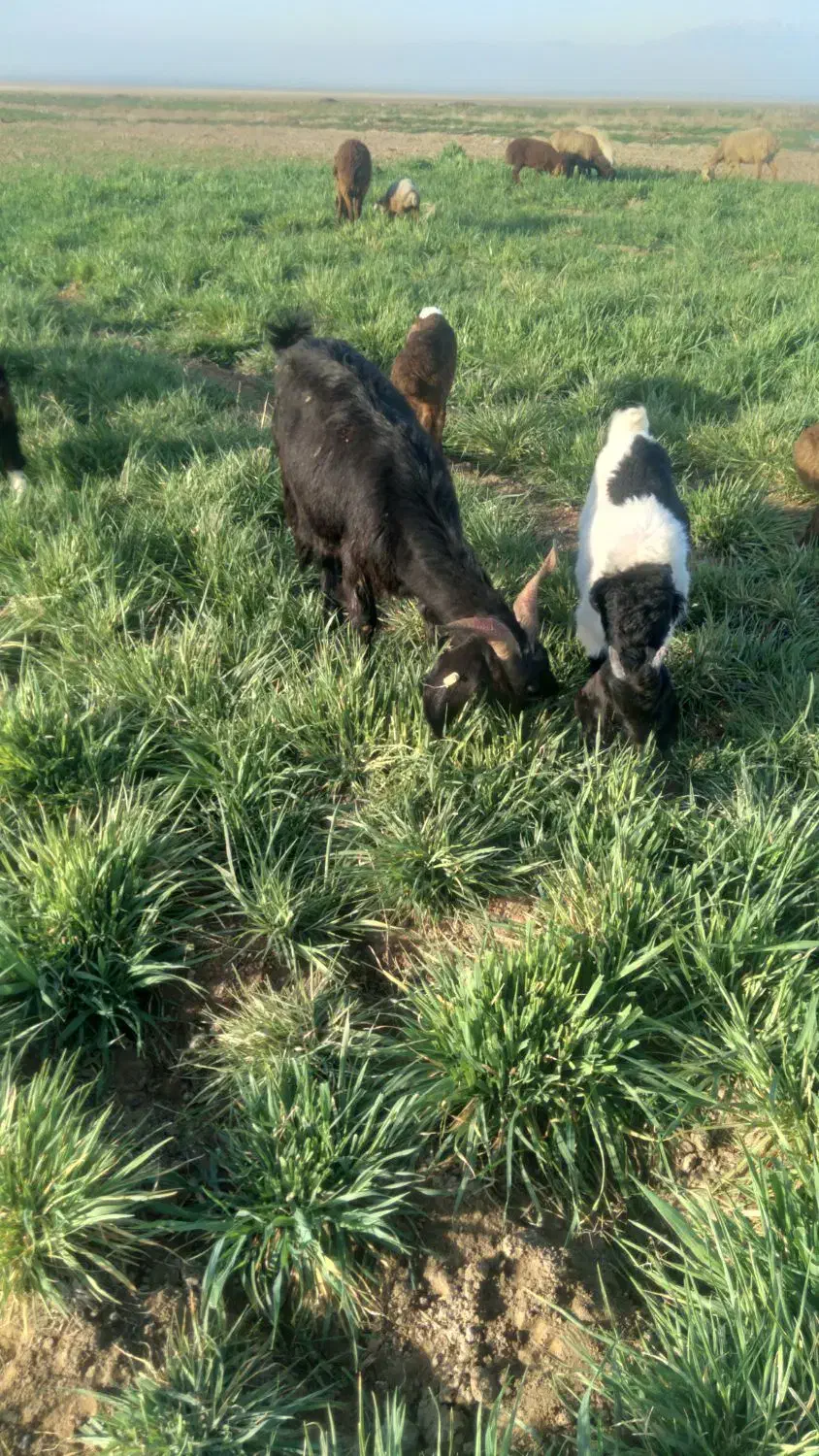 بز زاییده|حیوانات مزرعه|تربت جام, جامرود|دیوار