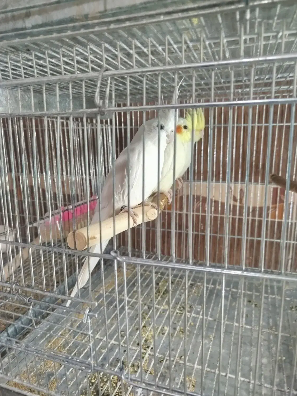 فروش عروس هلندی|پرنده|برازجان, |دیوار