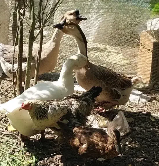 فروش کلی جزعی  انواع طیور شاقاجی|حیوانات مزرعه|سنگر, |دیوار