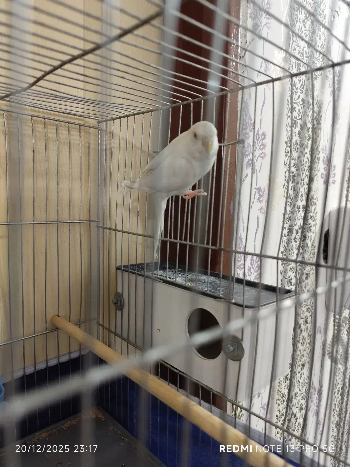 مرغ عشق|پرنده|نظرآباد, مسکن مهر نظرآباد|دیوار