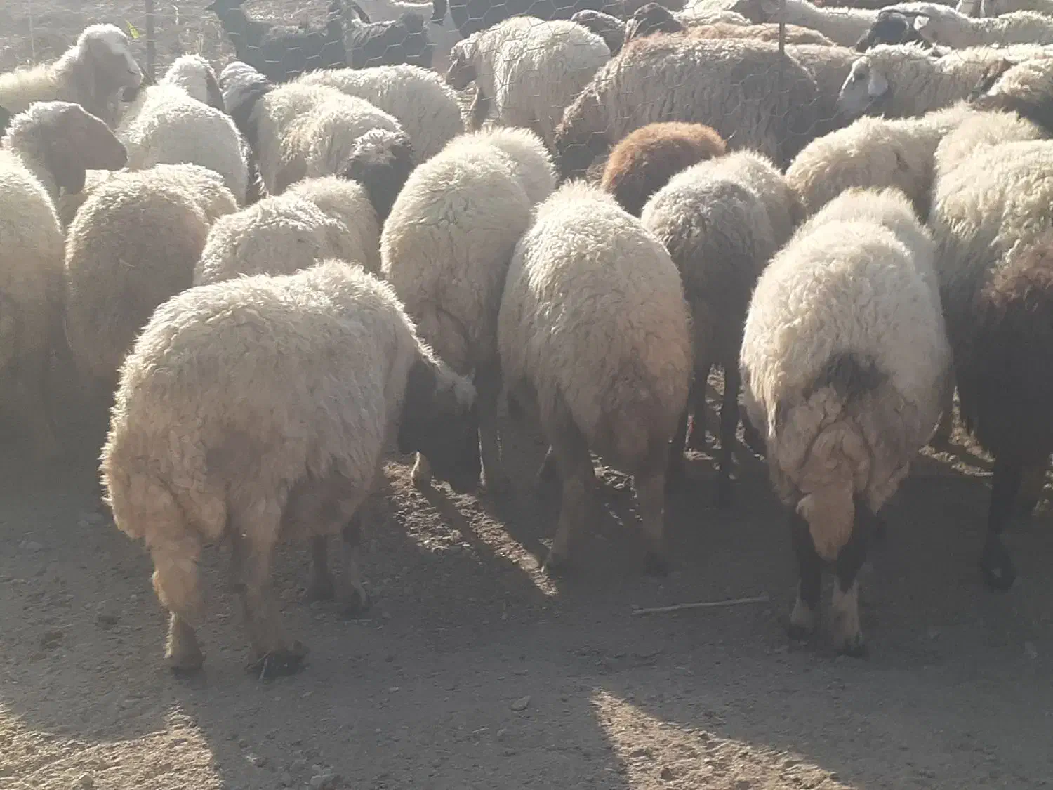 گله میش و بره ..گوسفند ابستن|حیوانات مزرعه|رومشکان, |دیوار