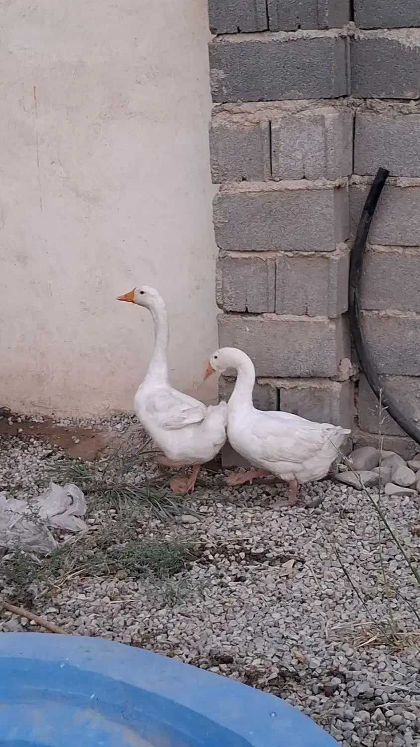 دو عدد غاز|حیوانات مزرعه|قرچک, زیبا شهر|دیوار