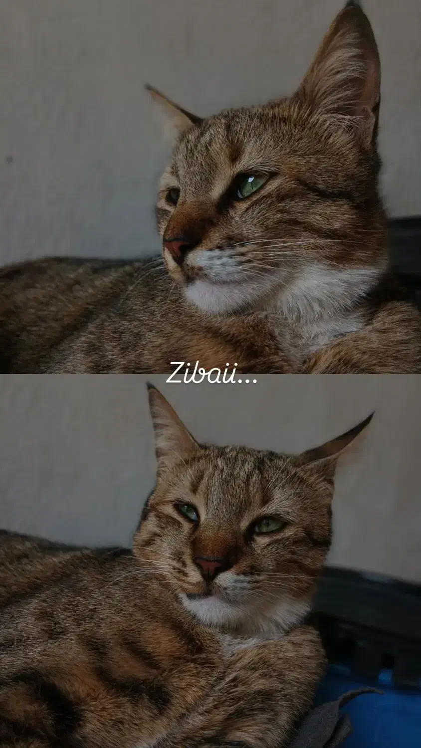 واگذاری عشق|گربه|هشتگرد, شهرک راه آهن|دیوار