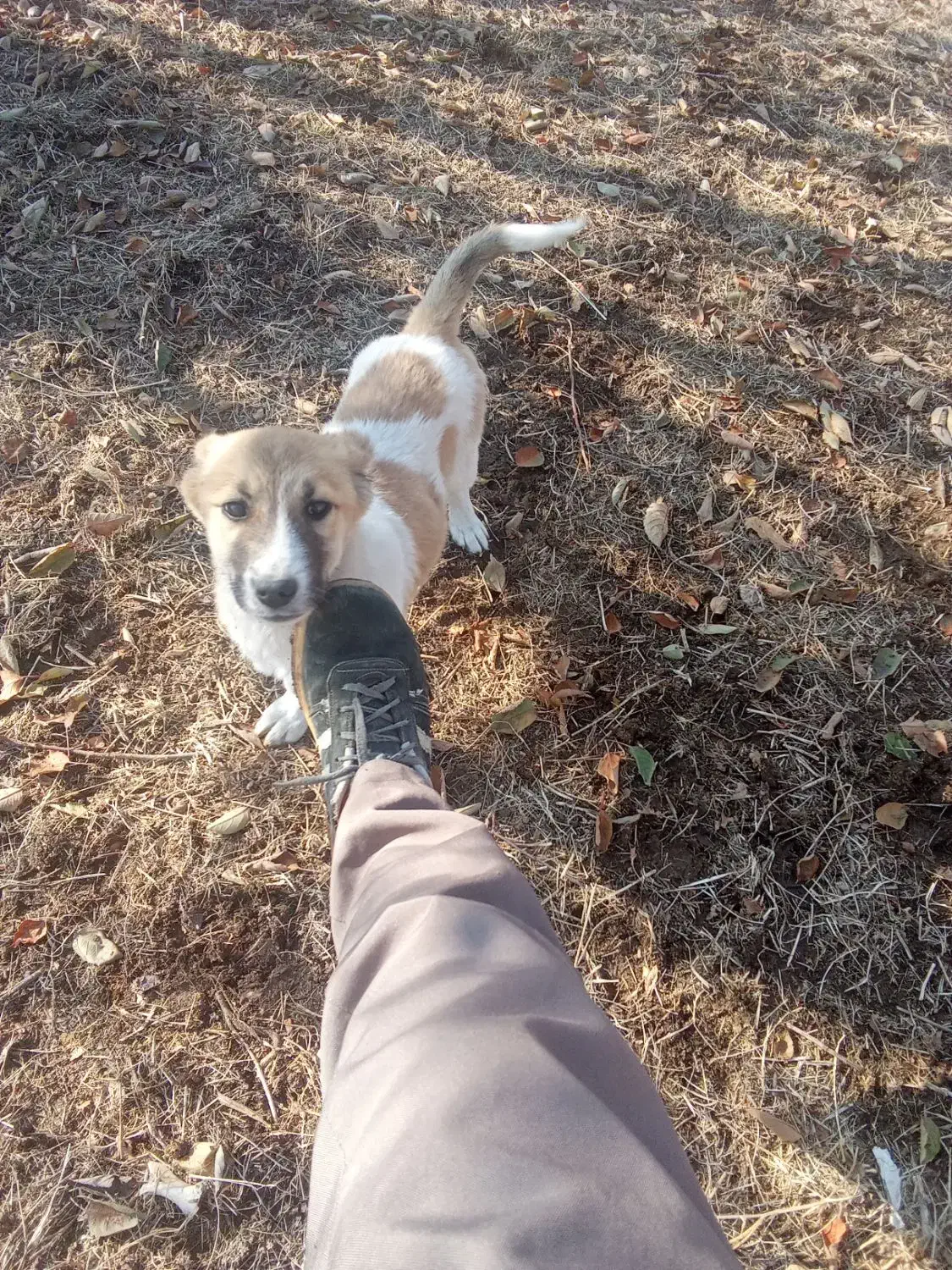 توله نر|سگ|سیلوانه, |دیوار