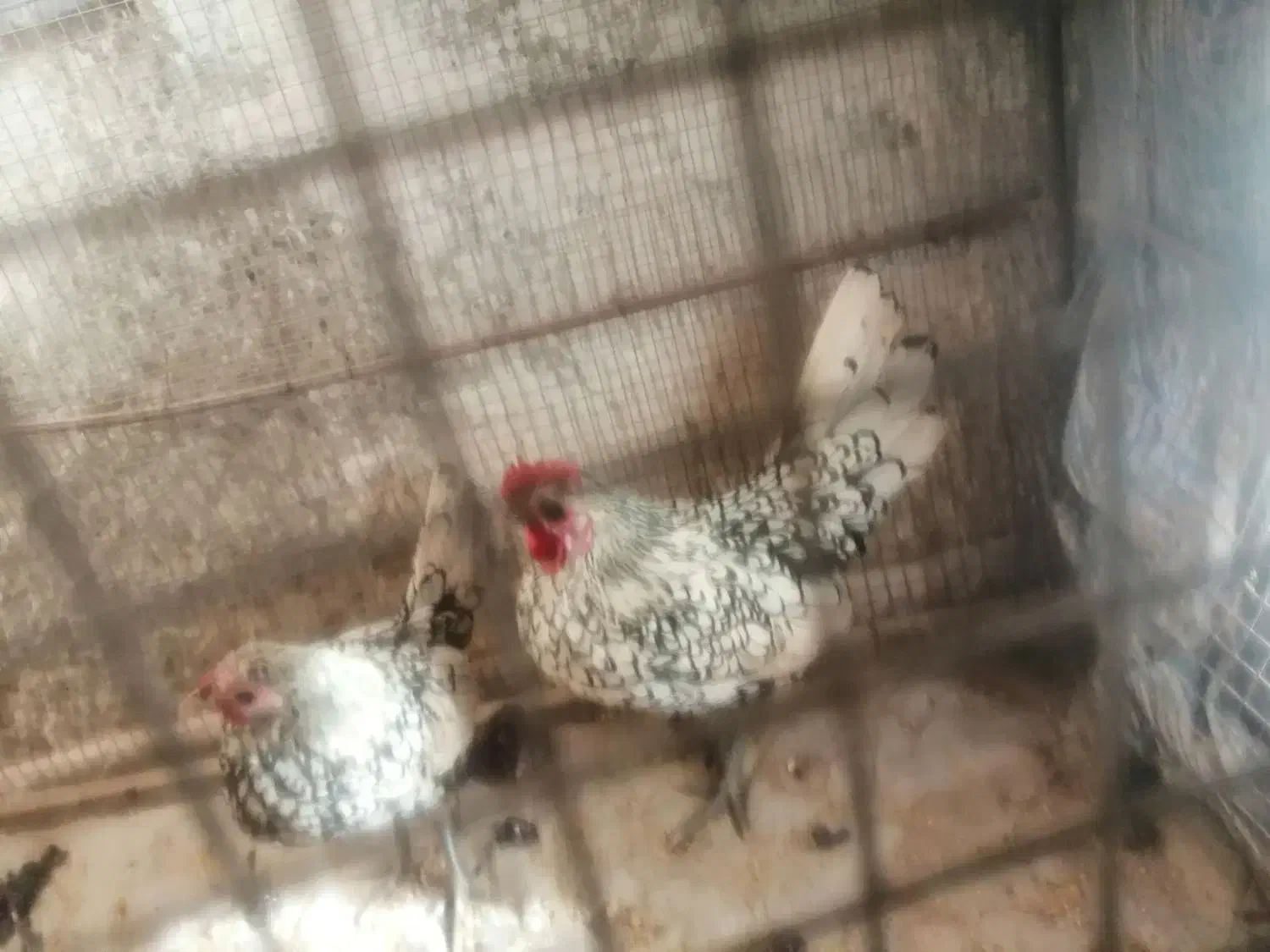 مرغ خروس مینیاتوری|حیوانات مزرعه|خوسف, |دیوار