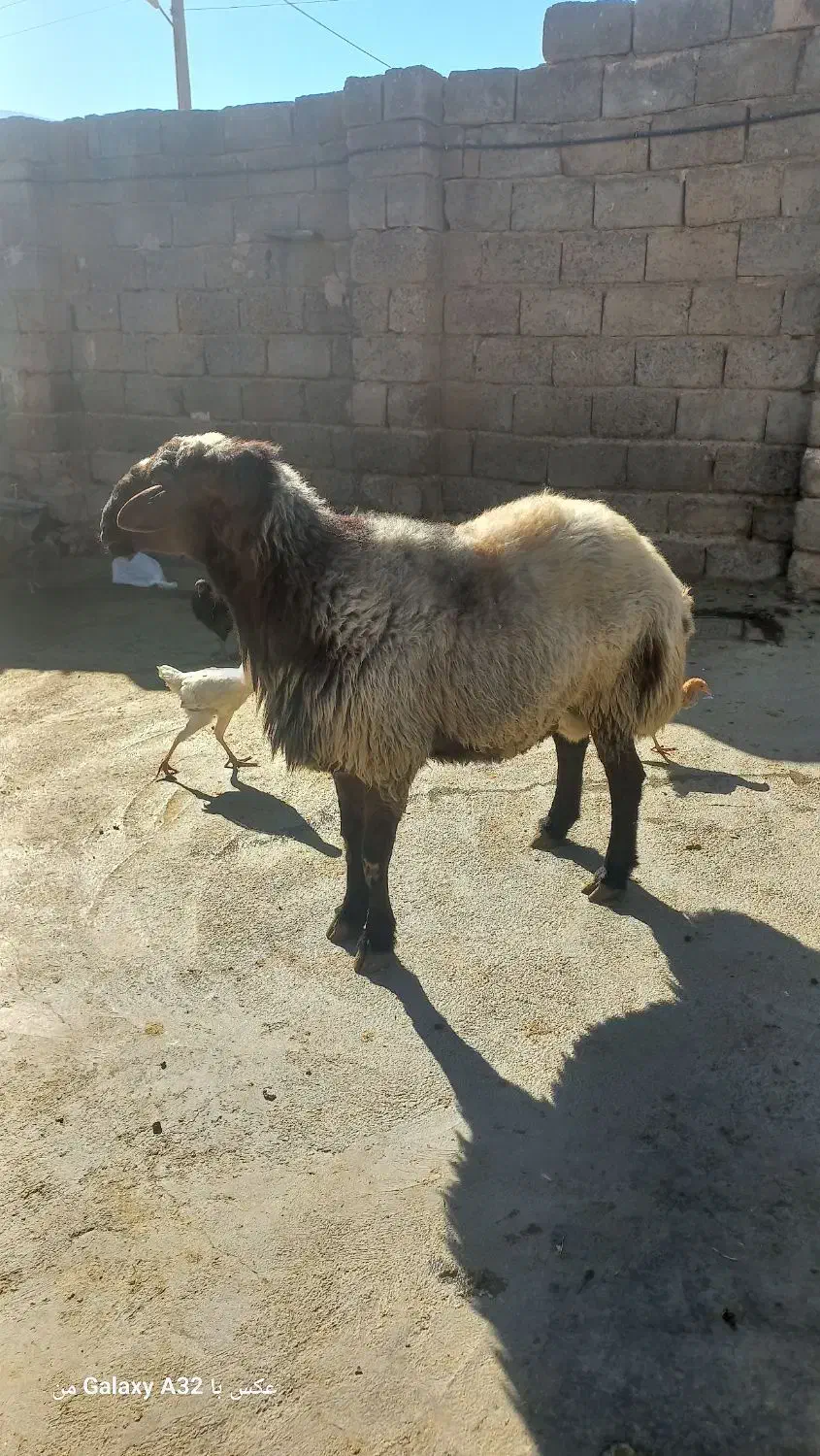 قوچ|حیوانات مزرعه|بیلوار, |دیوار