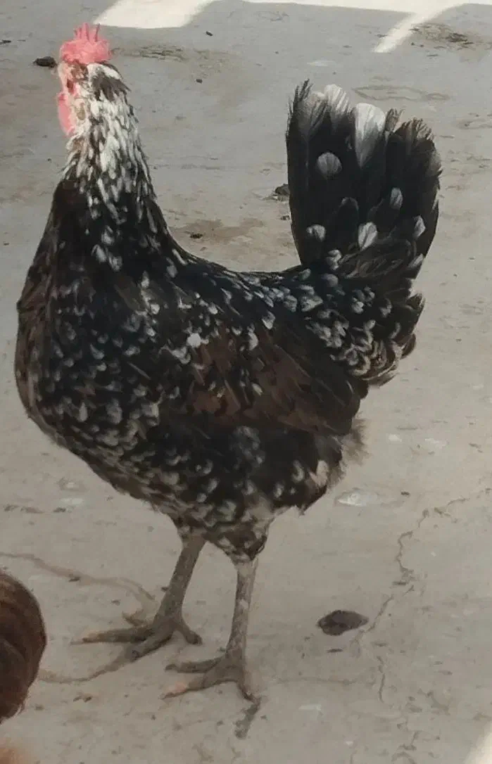 مرغ|حیوانات مزرعه|برخوار, |دیوار