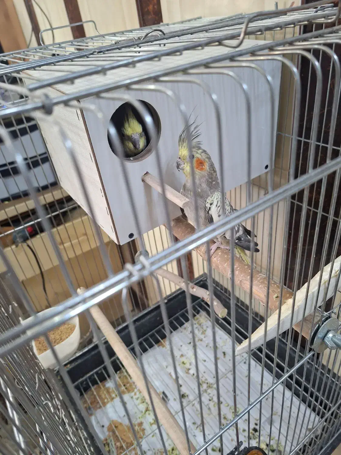 عروس هلندی جفت مولد ضمانتی|پرنده|آشتیان, |دیوار