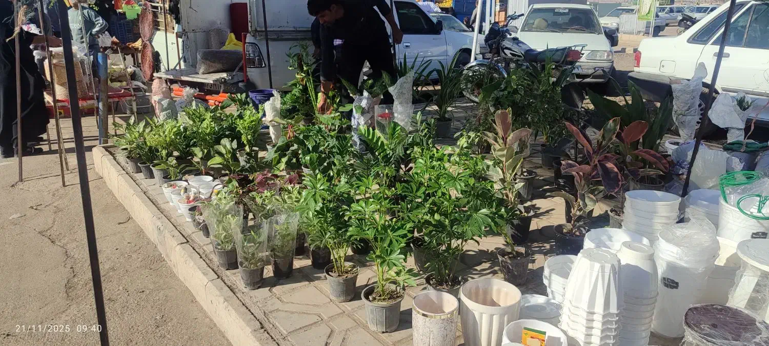 فروش عمده وتک گل و گیاه وجود واستند وخاک گلبانو|گل و گیاه طبیعی|گناباد, |دیوار