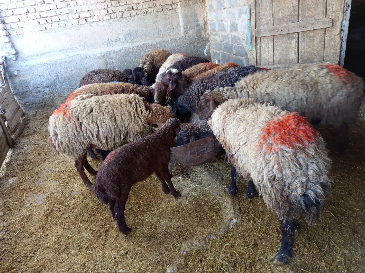 میش|حیوانات مزرعه|نیشابور, مازول|دیوار